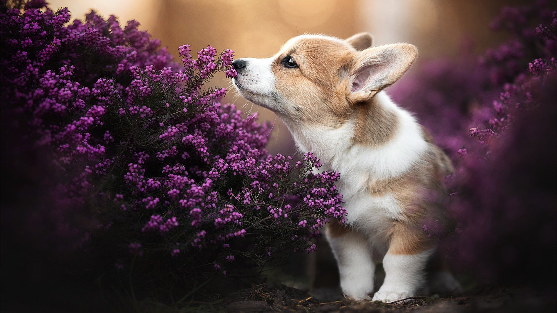 匈男泳队自由泳技术稳定高效,2021男子自由泳决赛