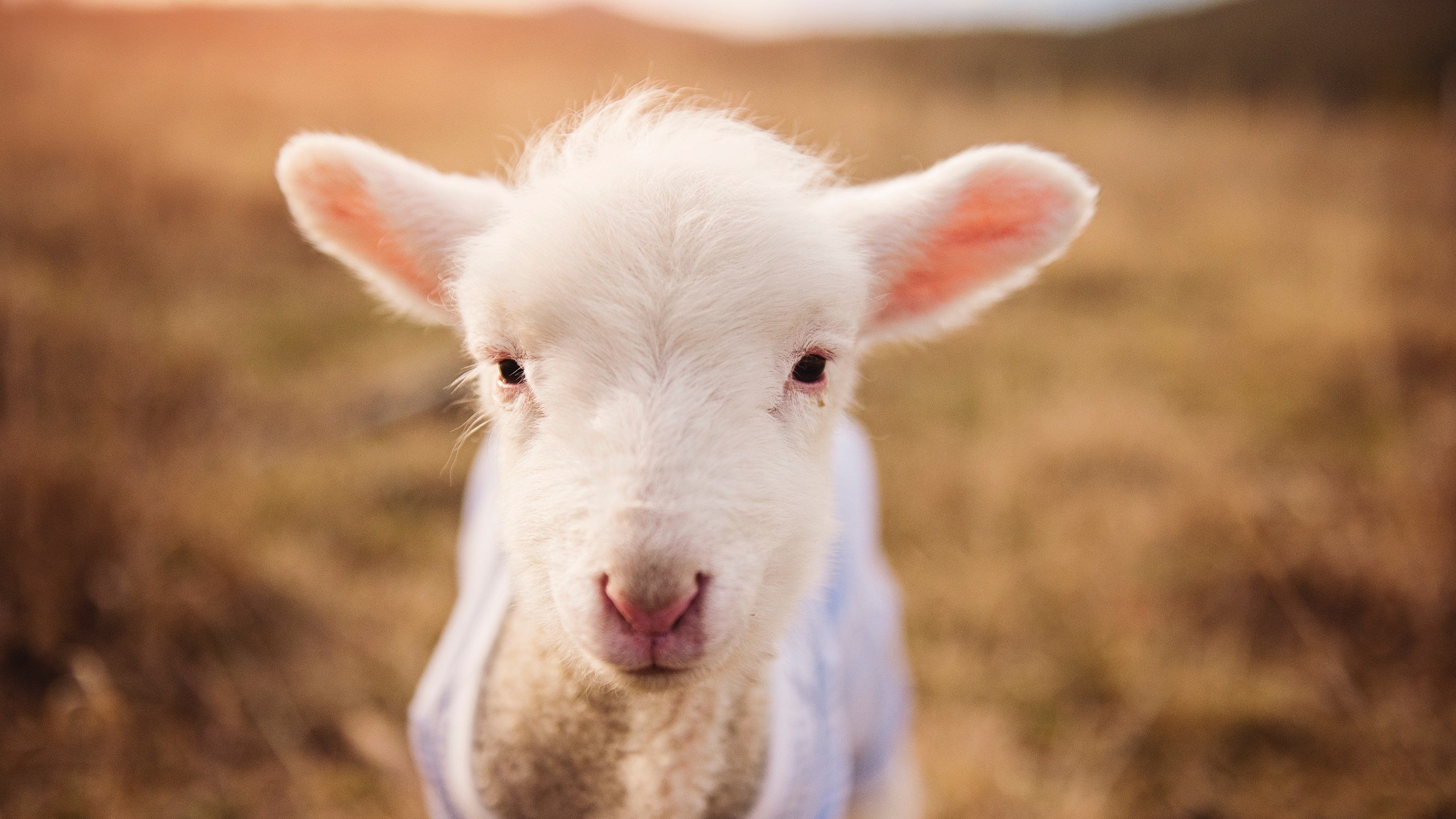 唐纳德·高尔凭借强悍突破成为袋鼠队进攻终结者，唐纳德高斯简介