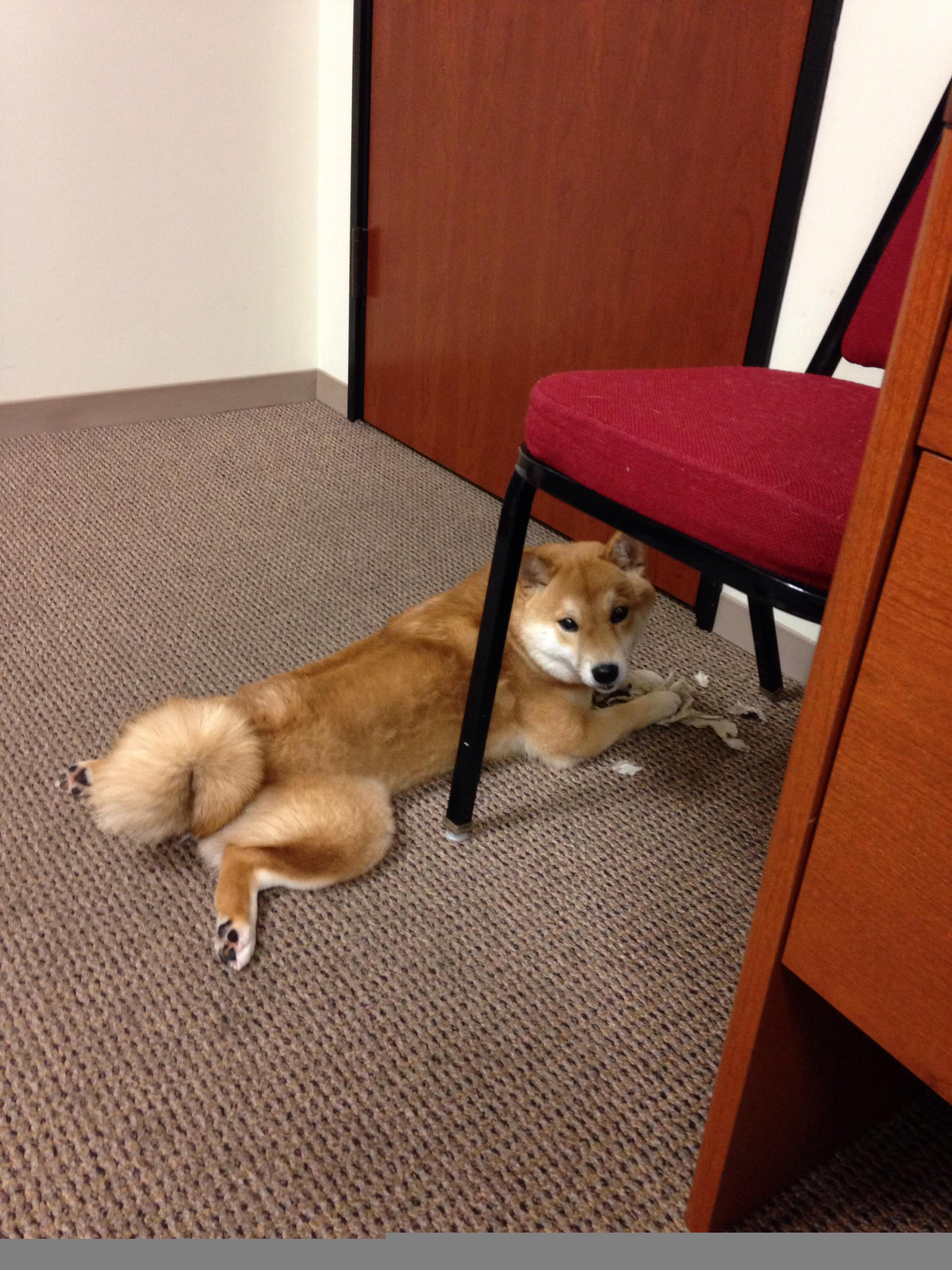 德甲场场精彩：攻守转换，节奏不断升华，德甲收官战