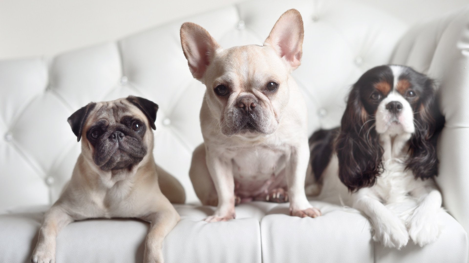 mk体育电脑版-波波维奇决赛表现超出预期，波波维奇胜场最新2021