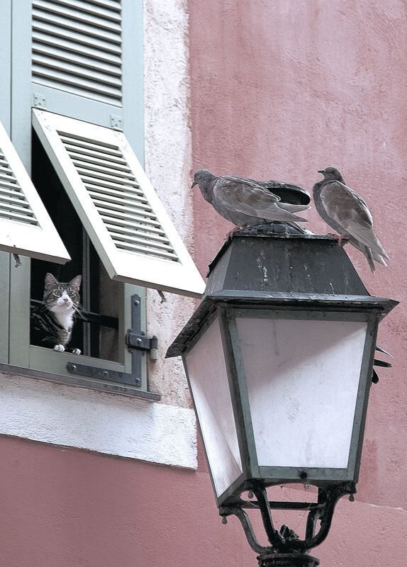 阿根廷美洲雄鹰队力压传统强队，成为南半球新星，阿根廷什么雄鹰