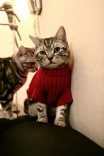 陈芋汐稳健发挥助力夺得跳台金牌，陈芋汐在哪里学跳水